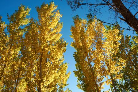 A beautiful elm forest in the middle of autumn