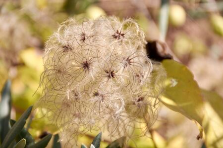 Wild clematide seeds have feathers to fly
