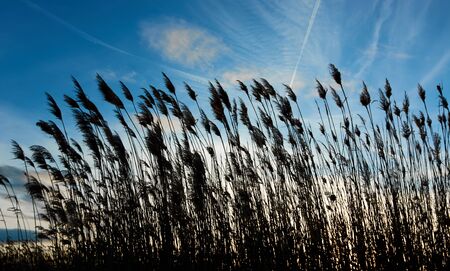 Different silhouettes of feather dusters under a blue skyの写真素材