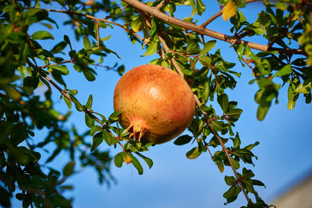 Juicy and ripe pomegranates ready for harvest