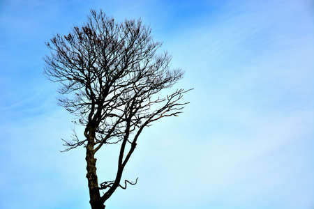 A lonely dry tree with a blue backgroundの写真素材
