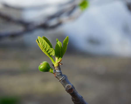 A beautiful green fig bud in springtimeの写真素材