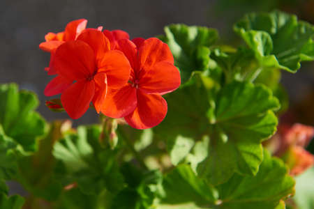 A beautiful red geranium in spring bloom