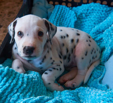 A cute and cuddly Dalmatian dog lying on his bedの写真素材