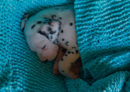A beautiful Dalmatian puppy peacefully asleep in his bed.の写真素材