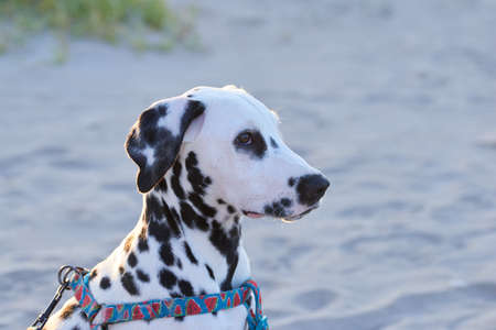 A beautiful dalmatian puppy with a nice facial expression.の写真素材