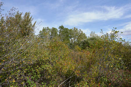 A lush forest with wild vegetation under a blue sky with some white clouds.