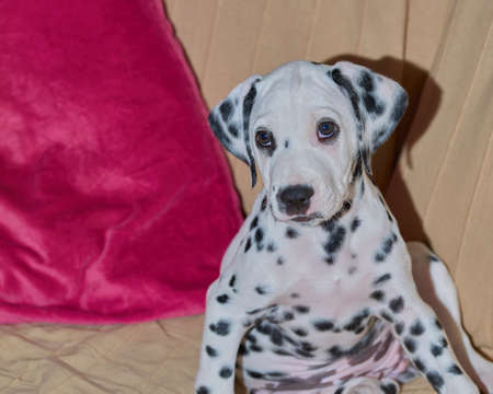 A Dalmatian puppy sitting on a sofa with a red cushion and looking at the camera.の写真素材