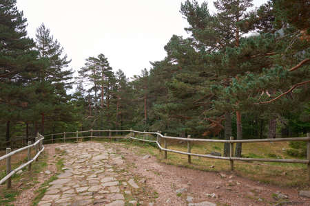 A beautiful stone path in a large pine forest on a gray autumn day.の写真素材