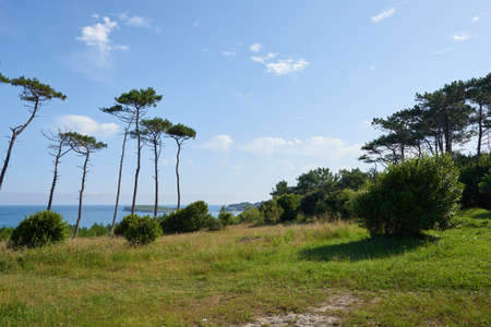 A nice snapshot of a forest of tall pine trees by the sea on a beautiful clear day.の写真素材