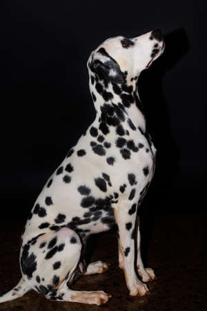 Cute Dalmatian puppy with attitude and gaze attentive.の写真素材