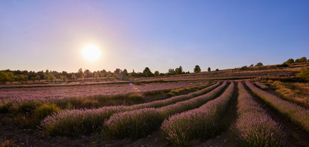 A beautiful sunset in a large and fragrant lavender field.の写真素材