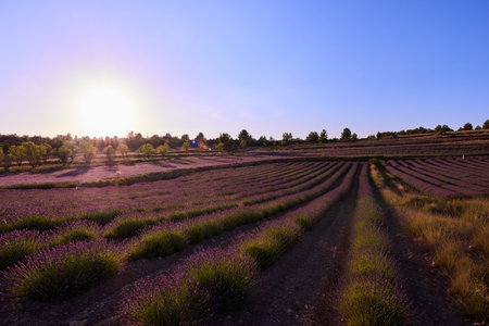 A beautiful sunset in a large and fragrant lavender field.の写真素材