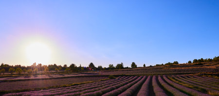 A beautiful sunset in a large and fragrant lavender field.の写真素材