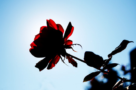Flower against the sunの写真素材
