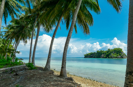 Palm trees on tropical beachの写真素材