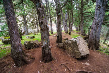 Mysterious forest landscape among juniper trees on the way, Sabinar Soria.の写真素材