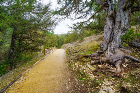 Huge twisted tree in the path of the mysterious juniper forest, Sabinar Soria.の写真素材