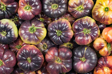 Top view of many green tomatoes of the Blue variety, with water drops and studio lighting....