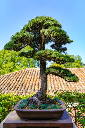 Small bonsai tree grown outdoors in lush oriental garden.の写真素材