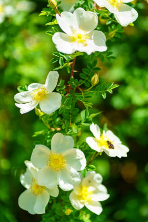 Bee flying between white and yellow flowers on a green background out of focus.の写真素材