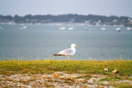 Seagull resting in the grass with beach in the background and sailboats.の写真素材