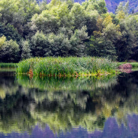 Small island of reeds in the river with reflections in the calm water. Asturias. Spain.