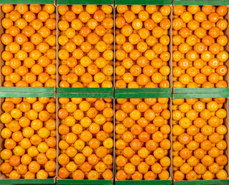Tangerine boxes all in a row, many pieces, overhead view.の写真素材