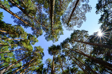 Skyward view of tall pine trees on blue summer day.の写真素材