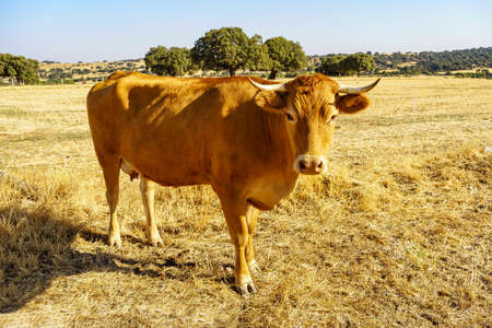 Cow staring at camera in a newly harvested field of cereals on a summer dayの写真素材