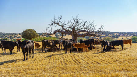 Herd of cows under a large leafless tree in a field harvested from cereals in summer.の写真素材