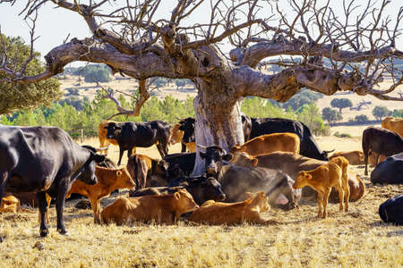 Large dry tree with a herd of cows lying next to it resting on a hot day.の写真素材