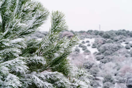 Landscape and plants full of snow in cold winter day. Spainの写真素材