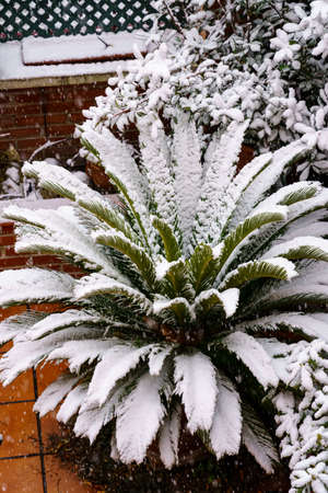 Landscape and plants full of snow in cold winter day. Spainの写真素材