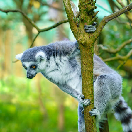 Lemur perched on a tree branch looking down.の写真素材