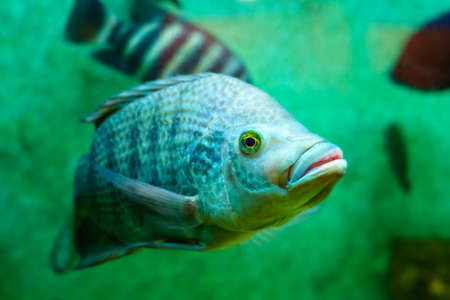 Tropical fish in the foreground swimming peacefully.
