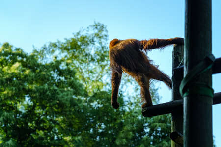 Orangutan on his back perched on some logs and looking down at the ground with his arms outstretched.の写真素材