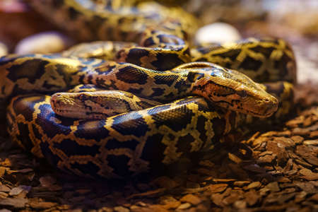 Two boas snakes coiled around each other in their nest.