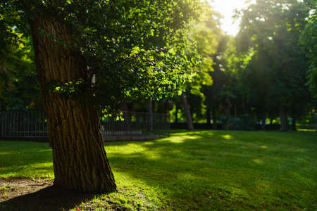 Madrid's Retiro Park at sunrise with trees, green grass and sun flares.の写真素材