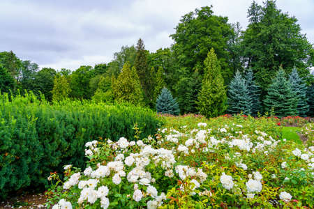 Coniferous forest with white flowers in the foreground and cloudy sky.の写真素材