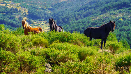 Beautiful wild horses on top of the mountain looking at camera.の写真素材