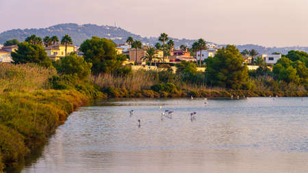 Lagoon with flamingos next to a holiday complex in Calpe Alicante.の写真素材