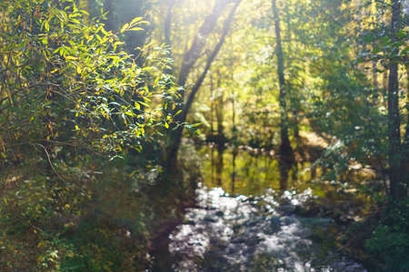 Sunburst through the trees in a blurry landscape with a mystical atmosphere.の写真素材