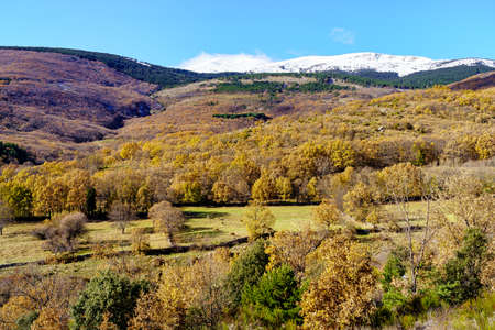 Snowy mountains and green landscape with trees and cows quietly grazing on the grass. Guadarrama.の写真素材