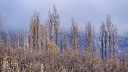Peaceful landscape of tall trees and high mountains with morning mist.