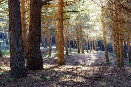 Forest landscape with large pine trees and flashes of light between the branches. Morcuera Madrid.の写真素材
