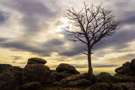 Silhouette tree without leaves with sky at sunset and stones on the ground. Hill San Pedro. Madrid.