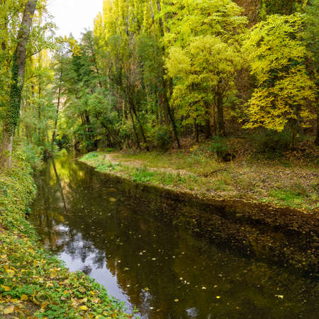 Autumn landscape in the forest with golden, yellow and green trees and fallen leaves on the ground. Duraton River.の写真素材