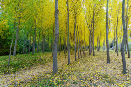 Autumn landscape in the forest with golden, yellow and green trees and fallen leaves on the ground....