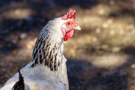 Brightly colored hen in the outdoor field with blur around. Animals concept.の写真素材